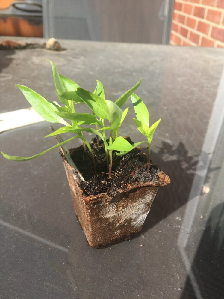 Last year's peppers, ready to move up to their grown-up pots
