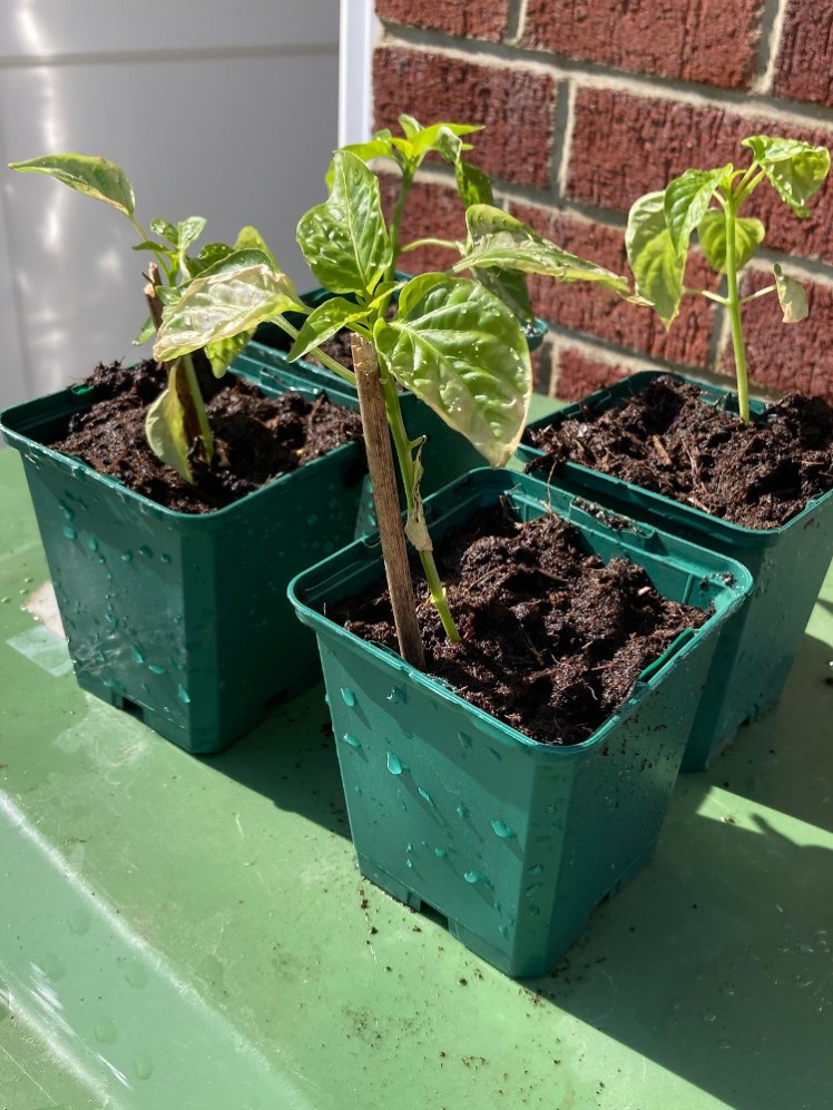 My young peppers in their junior pots, sitting out in the sun on top of the recycling bin as they harden off.