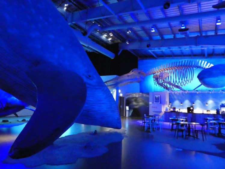 A large baleen whale apparently inspecting the cafe, which is closed and has a big whale skeleton hanging over its bar.
