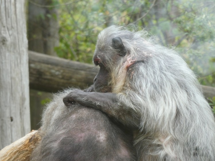 Stump tailed macaques grooming