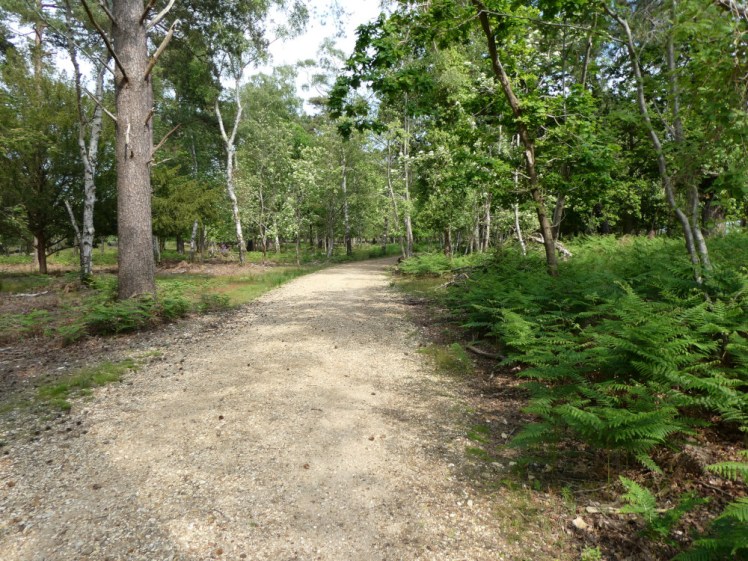 A wide yellowy-orange gravel path through trees and undergrowth.
