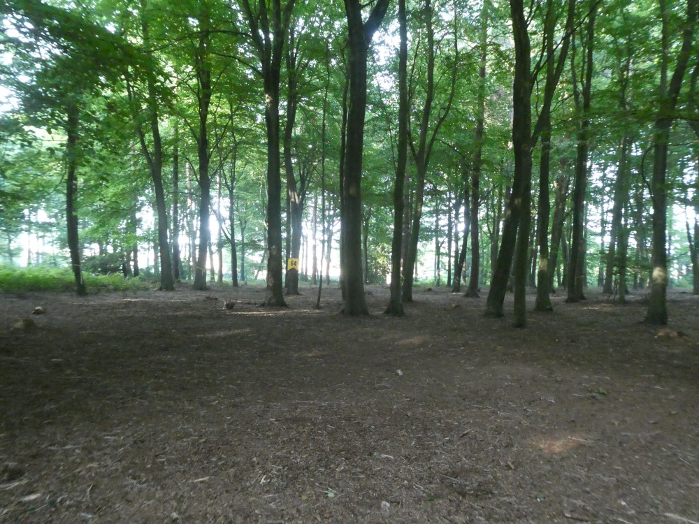 The Capture the Flag arena: a patch of pine woodland marked with a yellow pennant with a 64 on it.