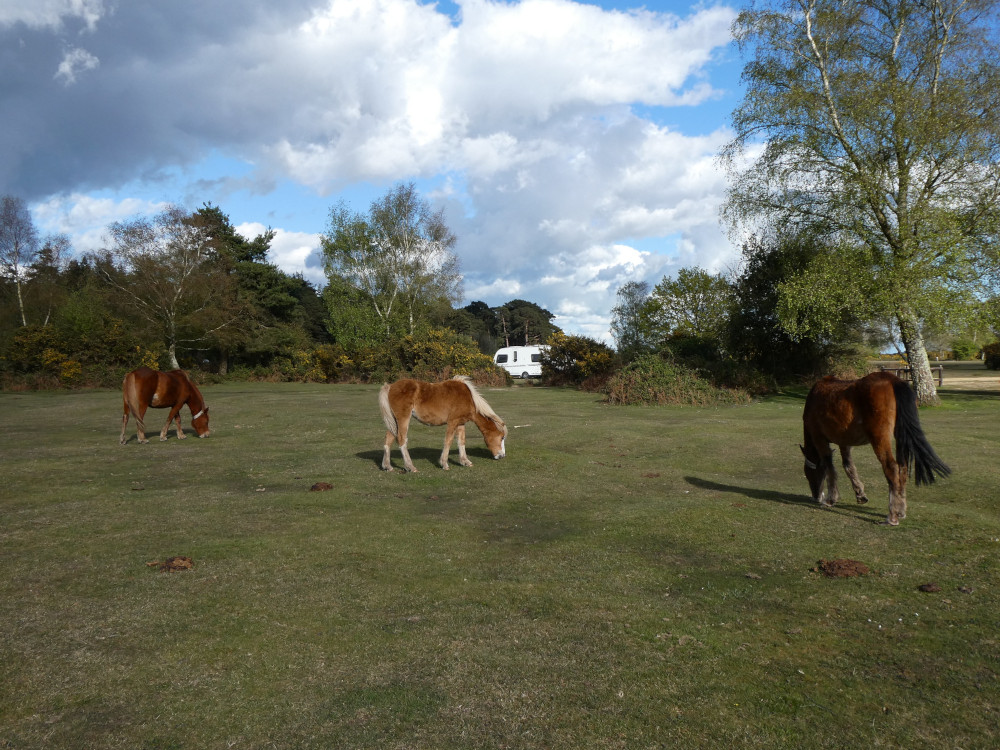 Three brown horses grazing on the short grass on the campsite. You can see a caravan in the background between the trees. I was too preoccupied to take photos of the moment one of them tried to come into the tent.