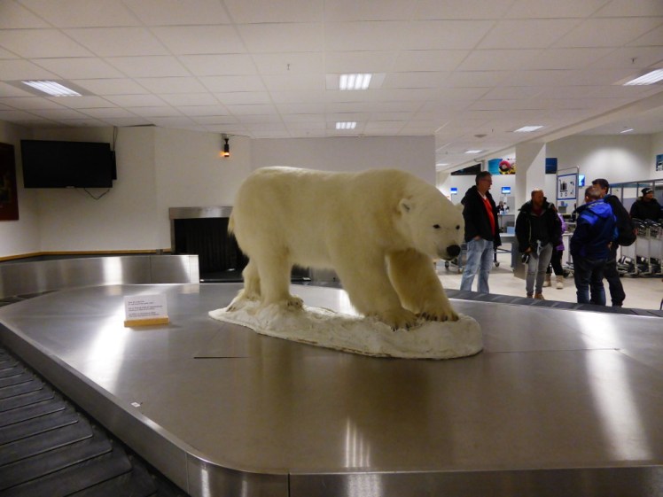 Stuffed bear on the baggage carousel at Svalbard airport