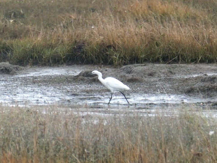 An egret, a tall white heron-like bird wading in the mud off Arne.