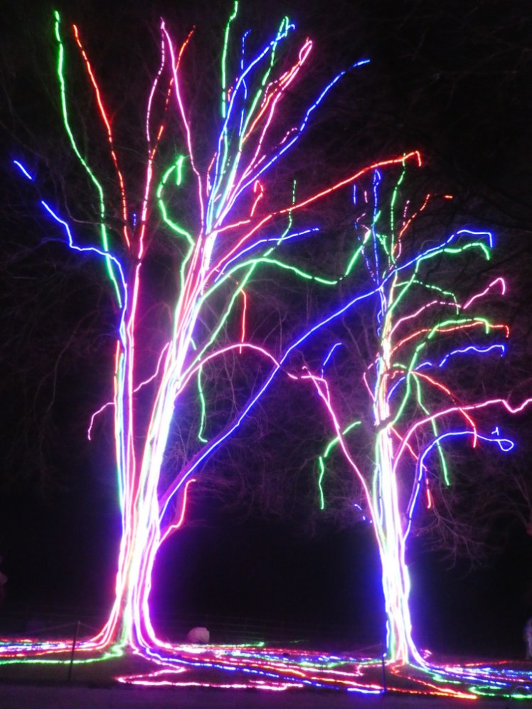 Two tall trees. It's dark and the trees have been illuminated with rope lights running along their branches to create a sort of abstract light tree. The lights are in green, blue, pink and red and continue to run along the ground to give the impression of spreading roots of light.