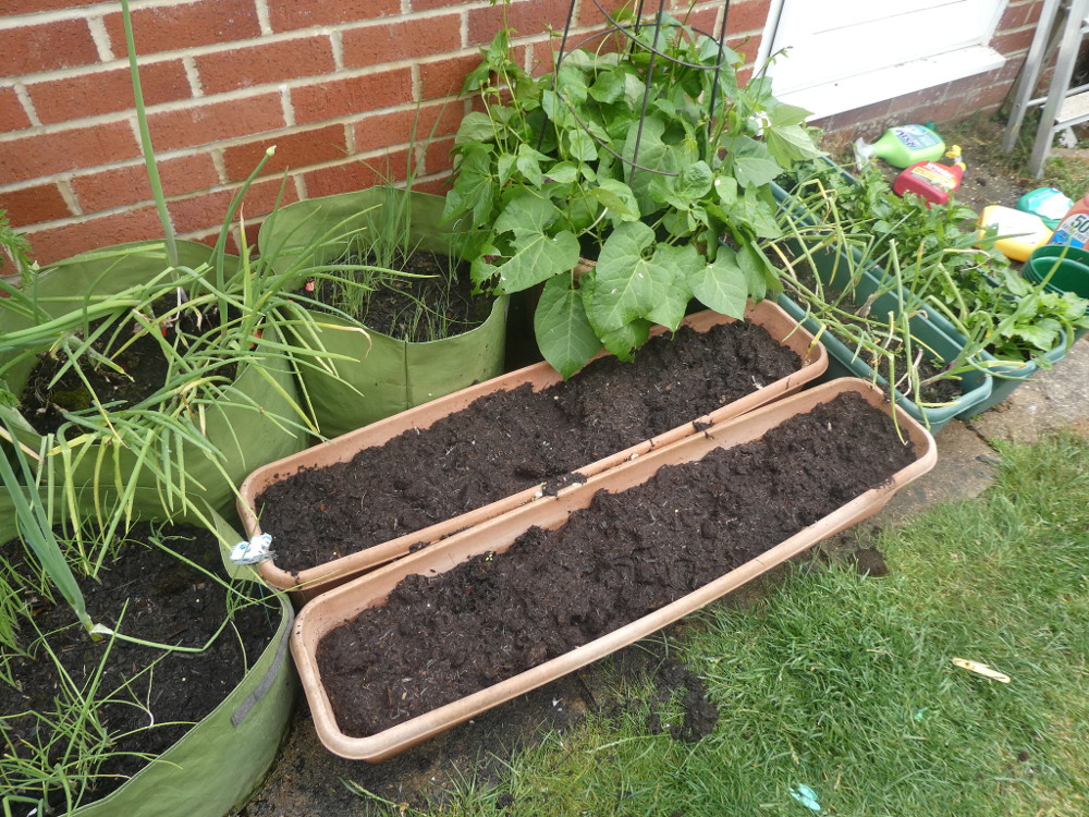 Two troughs of fresh soil, surrounded by tubs of root vegetables and a pot of beans in their young enthusiastic state.