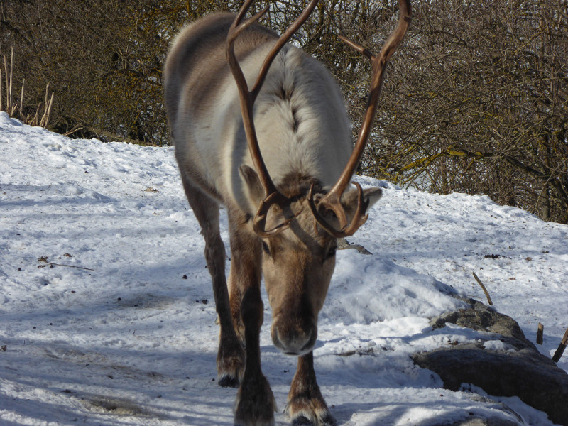 Reindeer at Skansen