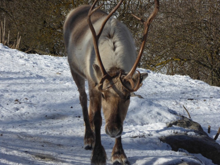 Reindeer at Skansen