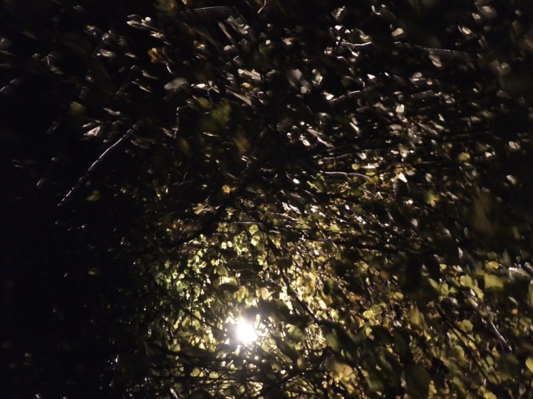 Streetlights through leaves