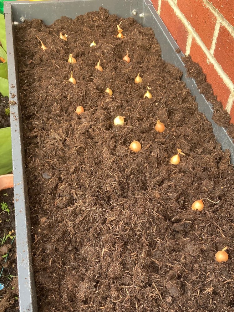 White onion bulbs being planted neatly in rows in a raised planter back in January.