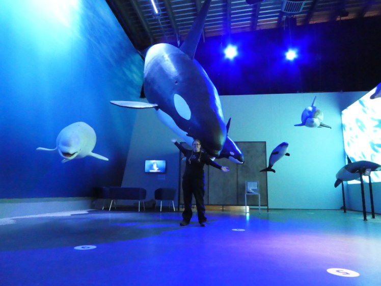 A selfie in a blue-lit warehouse with my arms outspread underneath a life-size model of a diving orca. There are various dolphins behind to my left and a beluga whale to my right.