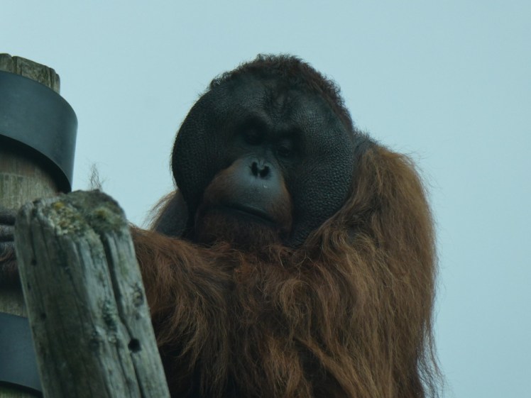 Gordon the orangutan sitting on top of the climbing frame at Monkey World