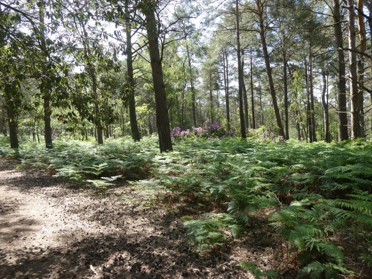 Brownsea Island's pinewoods