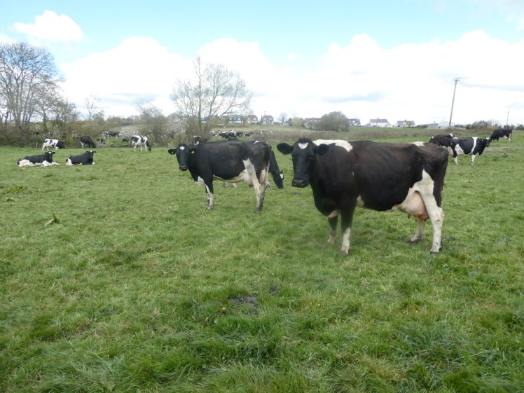 Cows in the river field