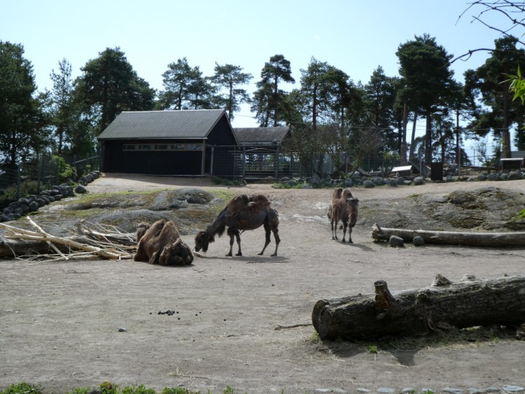 The camel enclosure, a fairly bare area with rocks and logs and a house at the top.