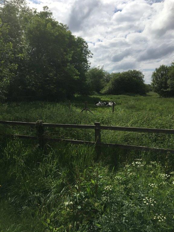 The cows in the field behind the office