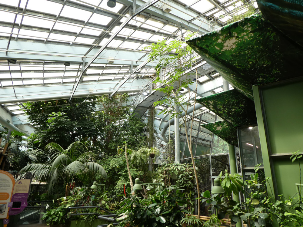 Inside the tropical house, one of the few indoor enclosures at Korkeasaari. It has a glass roof that suggests it curves downwards and it's full of wild green plant life.
