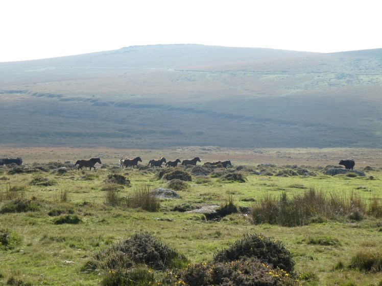 A herd of ponies galloping across Dartmoor
