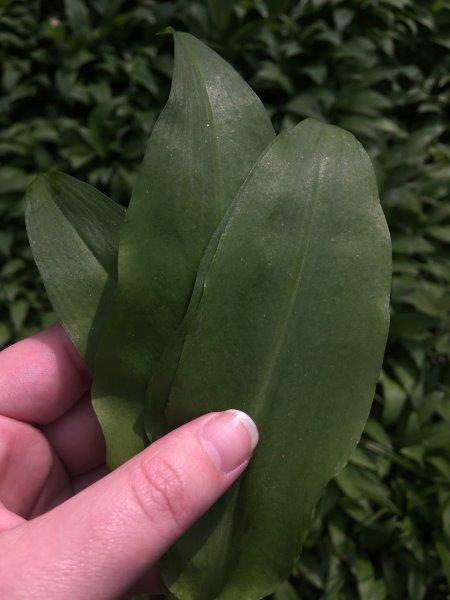 Wild garlic leaves