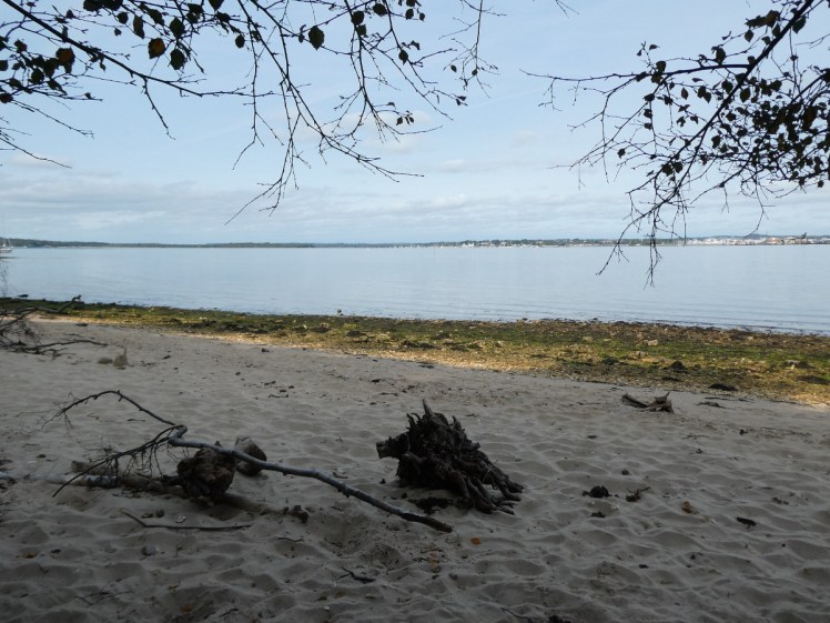 The view from my lunch spot - a beach with overhanging trees, Poole Harbour and on the horizon, bits of Poole Quay and Hamworthy