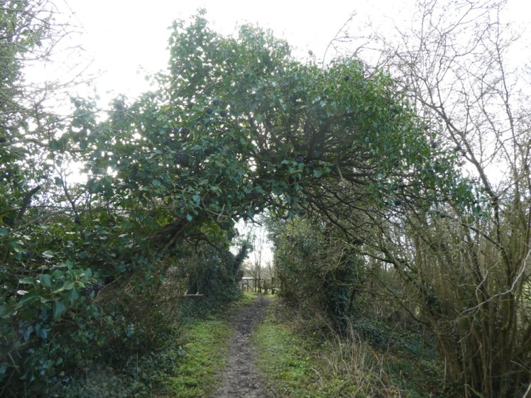 The path down the back of Fiddleford