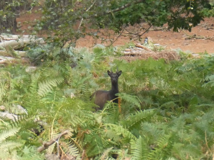Sika deer staring disapprovingly at me from a clump of ferns