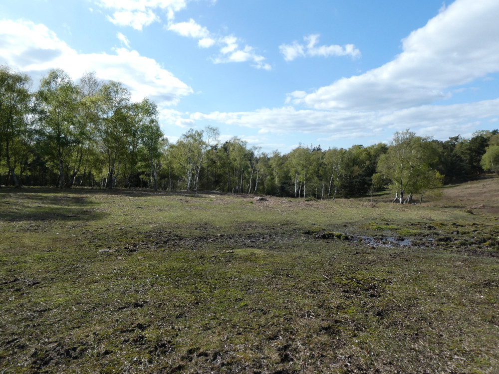 A dip in the landscape, slightly boggy, with lots of trees.