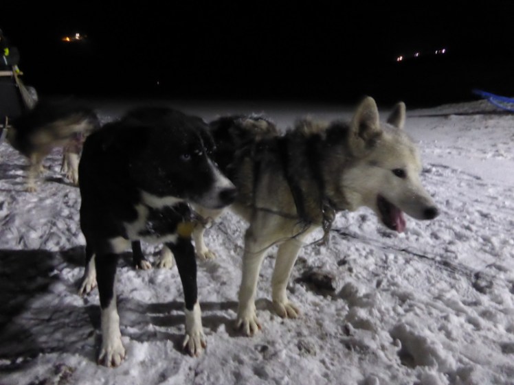 Sled dog Nuna and annoying rowdy chain mate