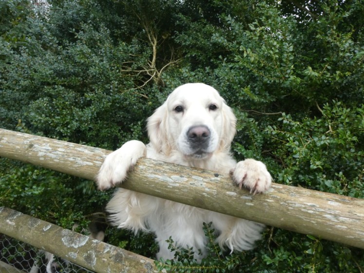 An over-excited dog woofing over the fence