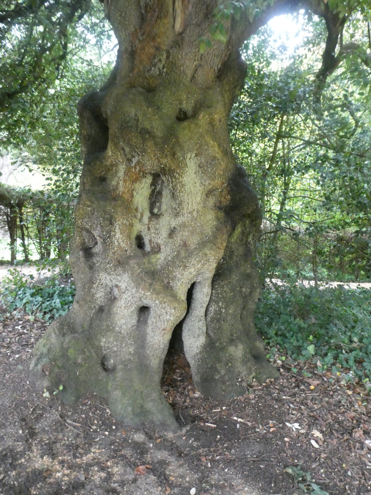 A tree with a crack near the bottom which a very small child could climb into. When this tree was younger and its bark less thick and gnarly, I went inside it all the time.