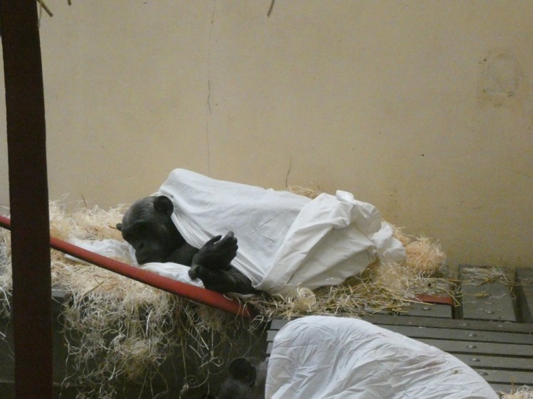 Chimps still in bed at 11am on Sunday morning