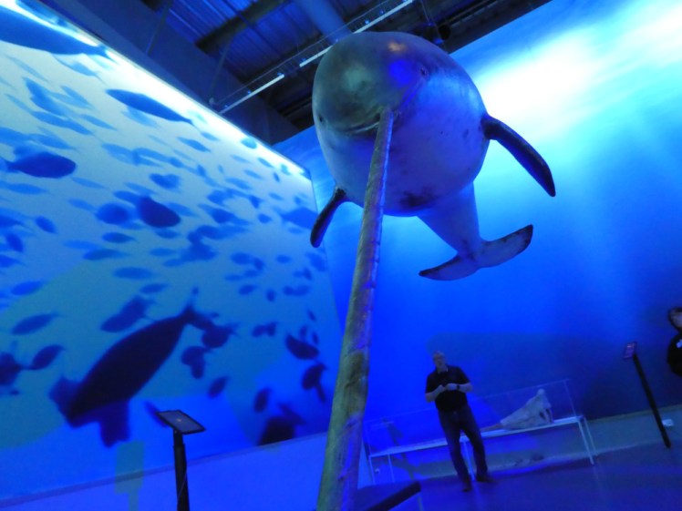 A picture of a narwhal taken from below, from the end of its long spear-tooth. If narwhals took selfies, this is roughly what it what look like.