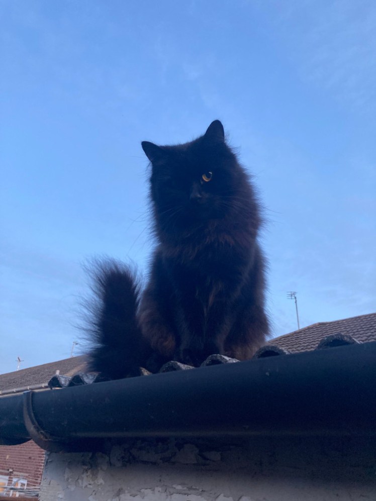 This is RoofCat. Can you see where he got his name?