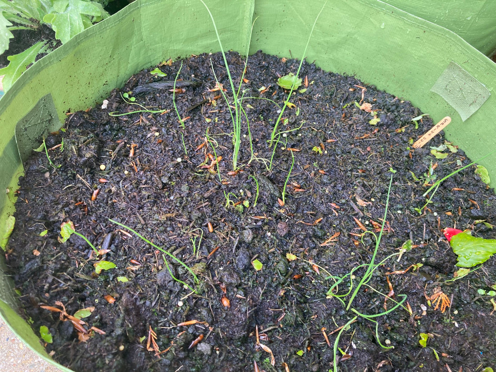 Spring onions in a patio planter