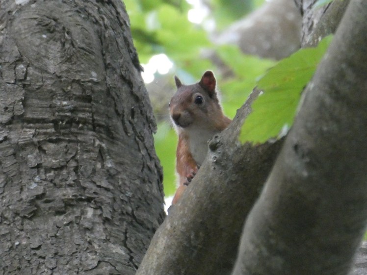 A different red squirrel peeking at me from a different tree