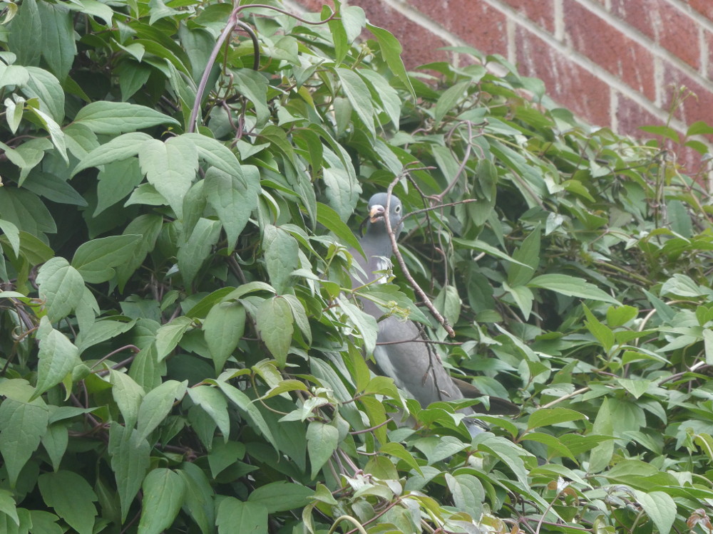 A wood pigeon, holding a large twig in its peak, peers out accusingly from a large leafy climbing plant.