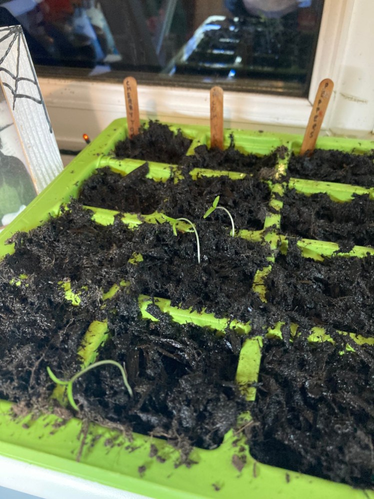 Tiny baby tomatoes, peppers & chillis in their propagator on the windowsill back in January.