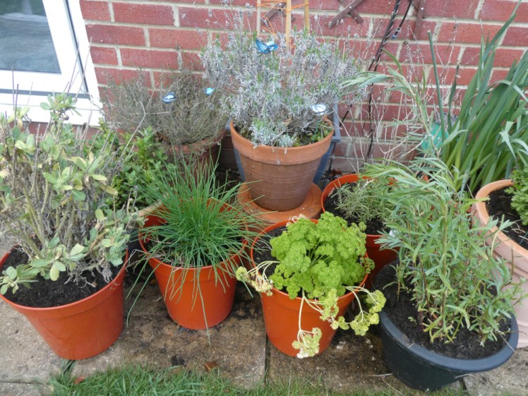 My herb garden, a collection of herbs in pots, all a bit worse for the winter and all clustered together. The lavender is raised on an old broken pot.