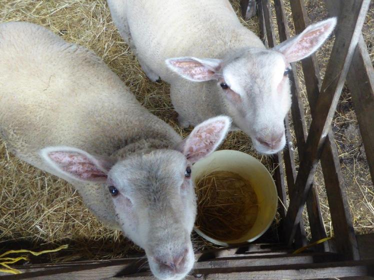 Hand-raised orphan sheep in the shed