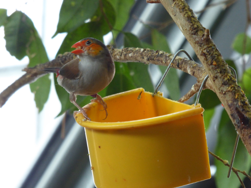 Skansen small bird aviary