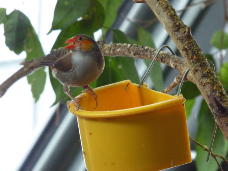 Skansen small bird aviary