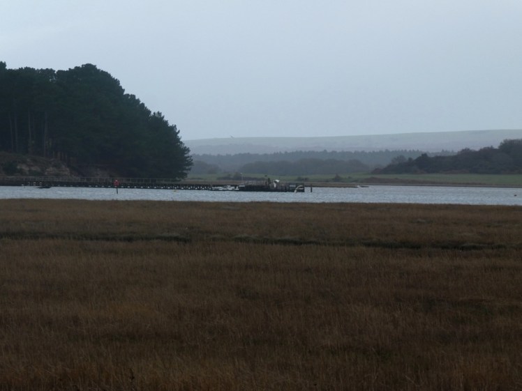 Long Island from Shipstal Point. It's dark and gloomy, although that's more in the picture than in real life. The foreground is reed and mud and the island is covered in pine trees.