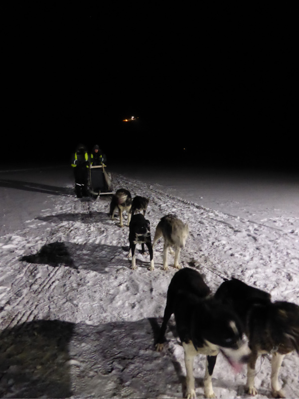Pretending to drive the dogsled
