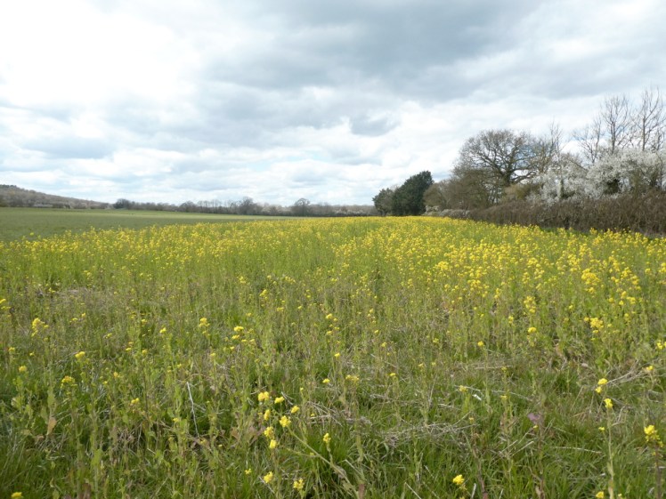Field mustard along the bridleway
