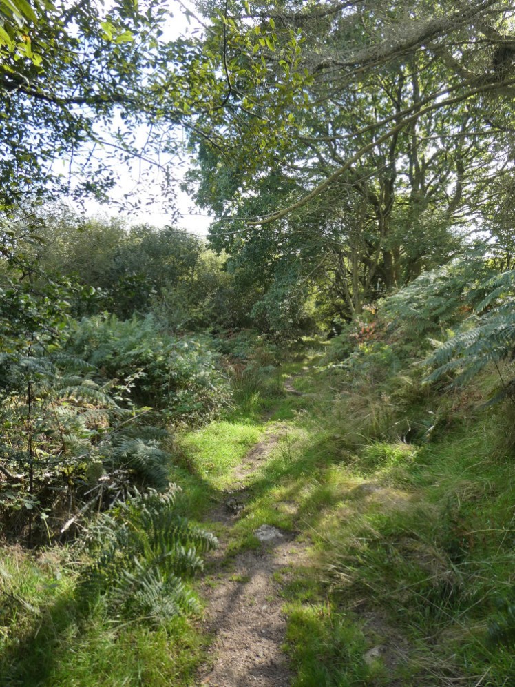 Walking through the nature reserve. It's green and grassy and lined with ferns and trees.