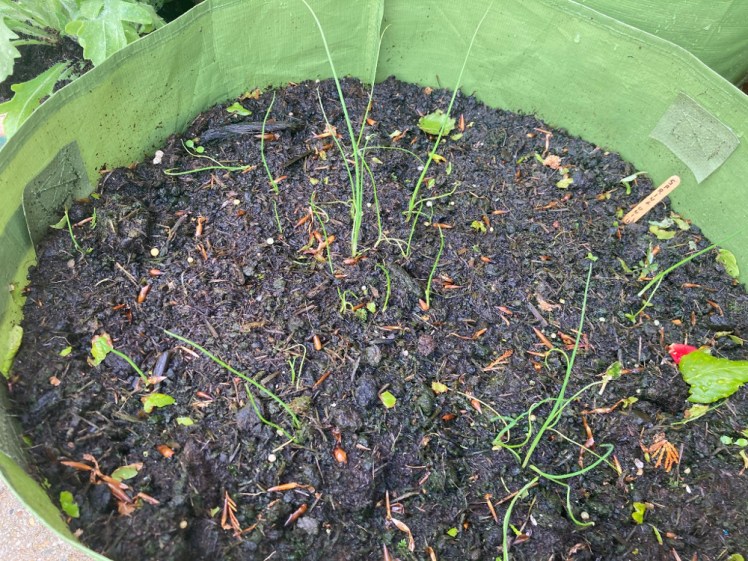 Young thin spring onions in compost in a round patio planter.