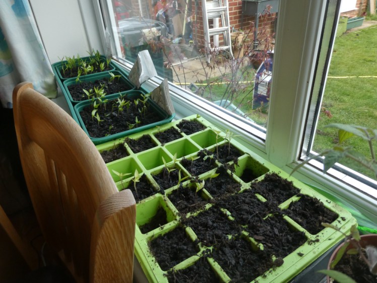 My windowsill seed propagators. One is a green plastic seed tray mostly filled with soil and and seedlings. The other is a set of three larger containers in a long tray, with lots of baby peppers & chillis poking their heads out.