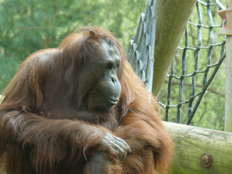 Amy the orangutan