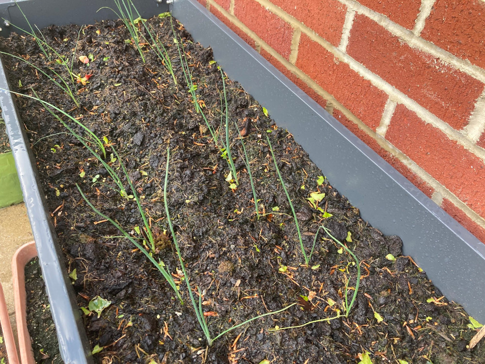 Leeks in a raised planter